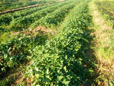 Ipomoea batatas cultivars plantations in the Philippines Trees, grasslands, paddy and vegetable fields in Pulo barangay road, San Rafael, Bulacan in Barangay Pulo, San Rafael, Bulacan 14.9681, 121.051 photo