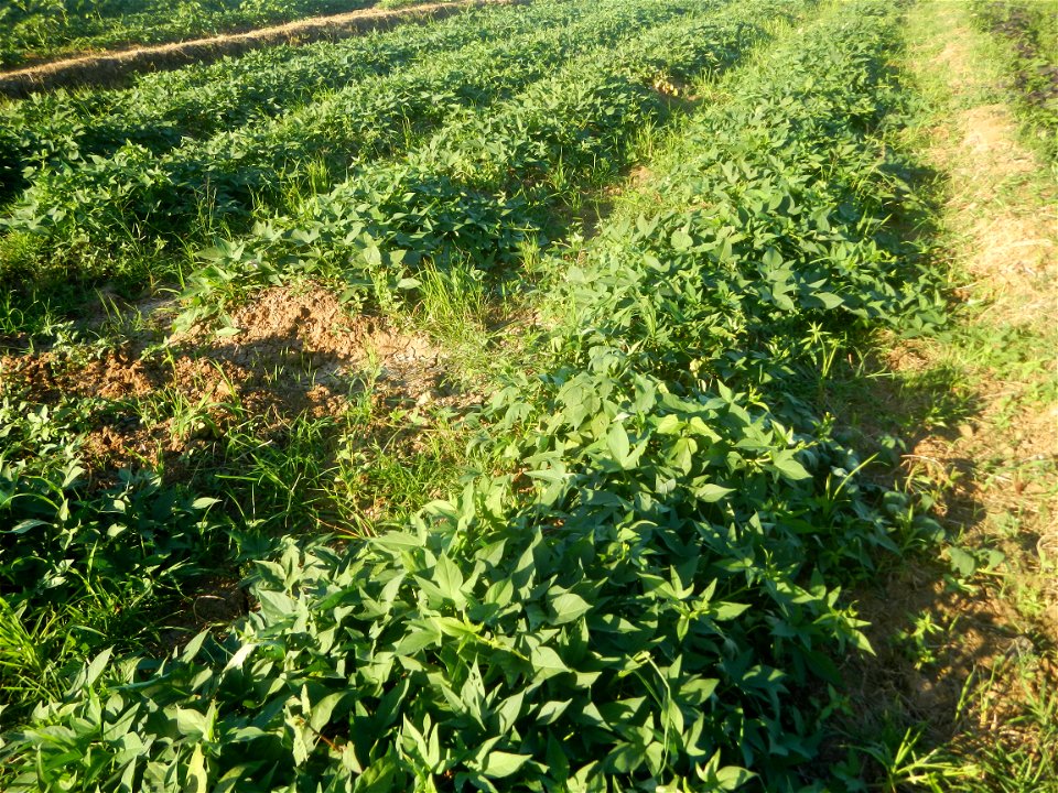 Ipomoea batatas cultivars plantations in the Philippines Trees, grasslands, paddy and vegetable fields in Pulo barangay road, San Rafael, Bulacan in Barangay Pulo, San Rafael, Bulacan 14.9681, 121.051