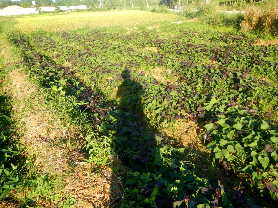 Ipomoea batatas cultivars plantations in the Philippines Trees, grasslands, paddy and vegetable fields in Pulo barangay road, San Rafael, Bulacan in Barangay Pulo, San Rafael, Bulacan 14.9681, 121.051
