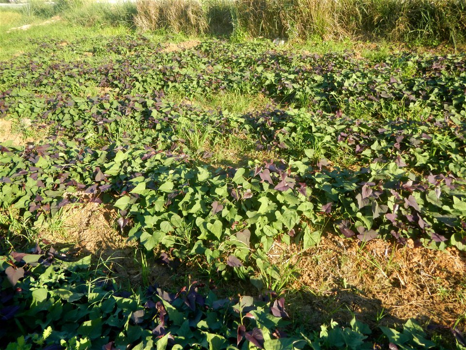 Ipomoea batatas cultivars plantations in the Philippines Trees, grasslands, paddy and vegetable fields in Pulo barangay road, San Rafael, Bulacan in Barangay Pulo, San Rafael, Bulacan 14.9681, 121.051