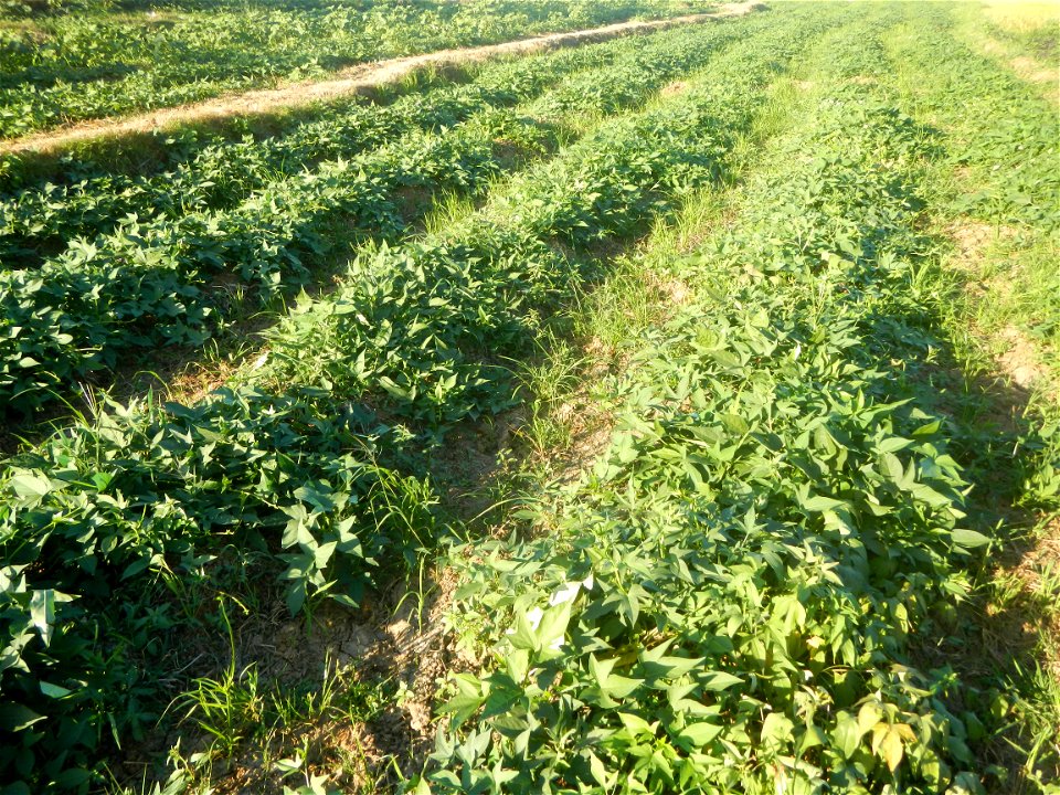 Ipomoea batatas cultivars plantations in the Philippines Trees, grasslands, paddy and vegetable fields in Pulo barangay road, San Rafael, Bulacan in Barangay Pulo, San Rafael, Bulacan 14.9681, 121.051
