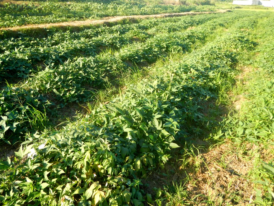 Ipomoea batatas cultivars plantations in the Philippines Trees, grasslands, paddy and vegetable fields in Pulo barangay road, San Rafael, Bulacan in Barangay Pulo, San Rafael, Bulacan 14.9681, 121.051