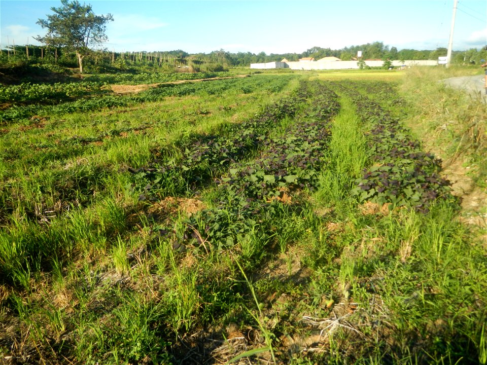 Trees, grasslands, paddy and vegetable fields in Pulo barangay road, San Rafael, Bulacan in Barangay Pulo, San Rafael, Bulacan 14.9681, 121.0512 San Rafael, Bulacan 
Bulacan province Agricultural road