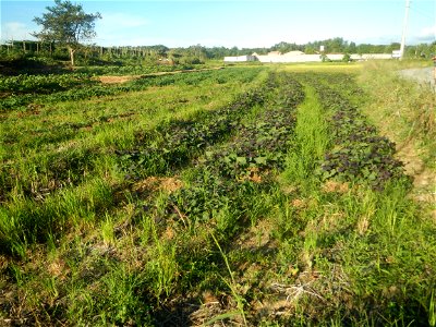 Trees, grasslands, paddy and vegetable fields in Pulo barangay road, San Rafael, Bulacan in Barangay Pulo, San Rafael, Bulacan 14.9681, 121.0512 San Rafael, Bulacan Bulacan province Agricultural road photo