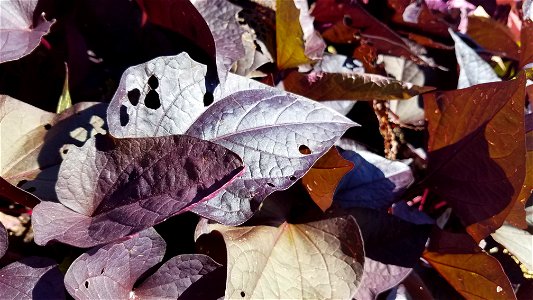 Chadwick Arboretum and Learning Gardens The Ohio State University Columbus, Ohio photo