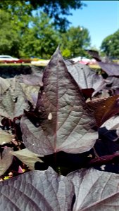 Chadwick Arboretum and Learning Gardens The Ohio State University Columbus, Ohio photo