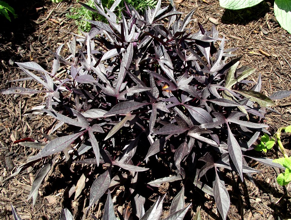 Ornamental sweet potato Ipomoea batatas 'Illusion Midnight Lace' at the San Diego County Fair, California, USA. Identified by exhibitor's sign.