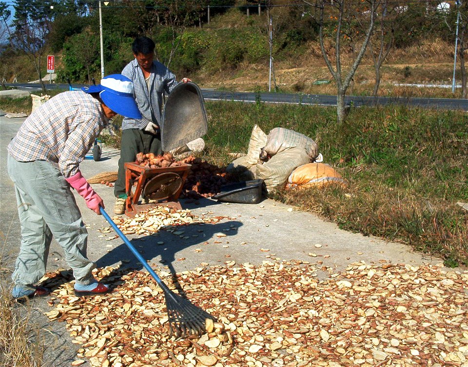 Sweet potatos where sliced for drying (Namhae, South Korea)