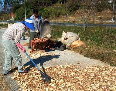 Sweet potatos where sliced for drying (Namhae, South Korea) photo