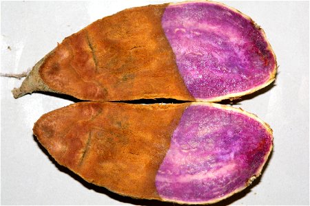 Flickr description Host: Ipomoea batatas Pathogen: Diplodia gossypina Read: "Java Black Rot of Okinawan Sweetpotato" http://www.ctahr.hawaii.edu/oc/freepubs/pdf/PD-55.pdf photo
