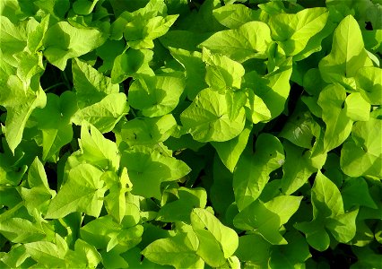 'Sweeet Caroline', Variété ornementale de patate douce (Ipomoeae batatas) photo