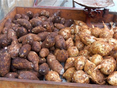 These two kinds of root veges are very common in Cuba, where potatoes are very rare.I was told that the left, darker bulb is called "Malanga" (Xanthosoma sagittifolium) while the right tubers are call photo