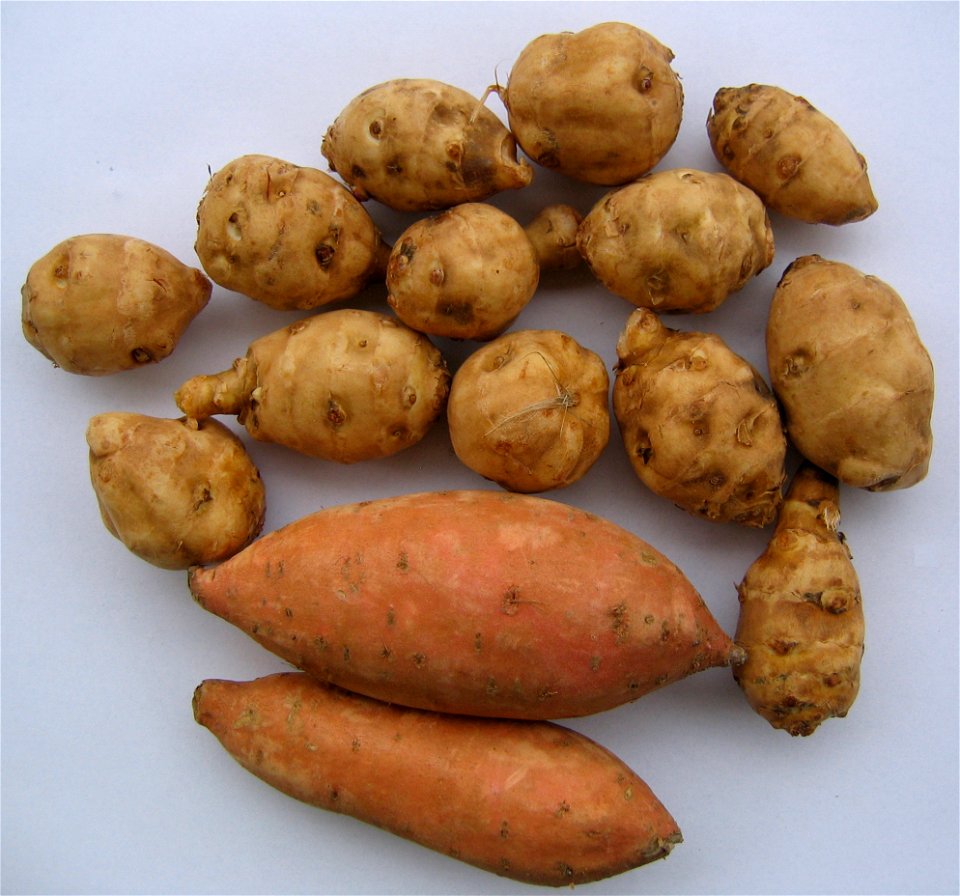 Topinambure (rundlich, ca. 5-7 cm) und Süßkartoffeln (spindelförmig, ca. 15 cm).