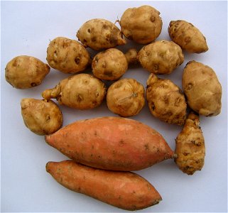Topinambure (rundlich, ca. 5-7 cm) und Süßkartoffeln (spindelförmig, ca. 15 cm). photo