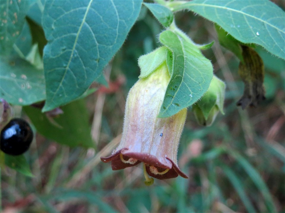 Schwarze Tollkirsche (Atropa belladonna) am Abtskopf bei Klingenmünster