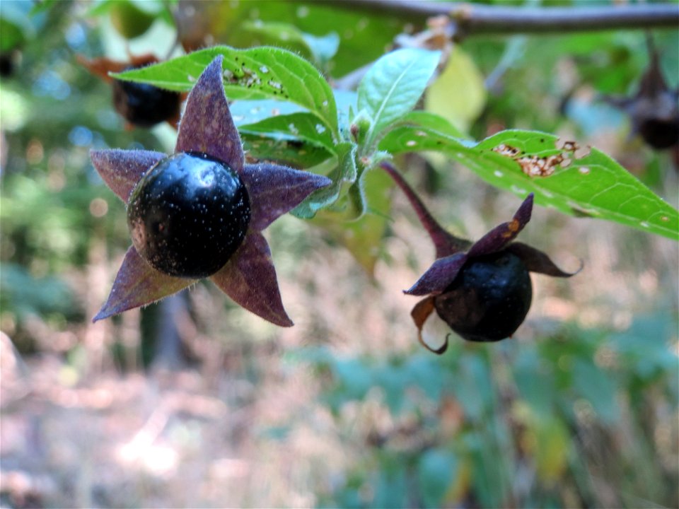 Schwarze Tollkirsche (Atropa belladonna) am Abtskopf bei Klingenmünster