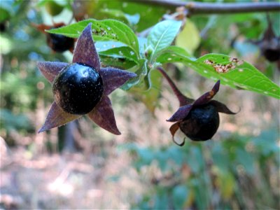 Schwarze Tollkirsche (Atropa belladonna) am Abtskopf bei Klingenmünster