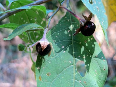 Schwarze Tollkirsche (Atropa belladonna) am Abtskopf bei Klingenmünster