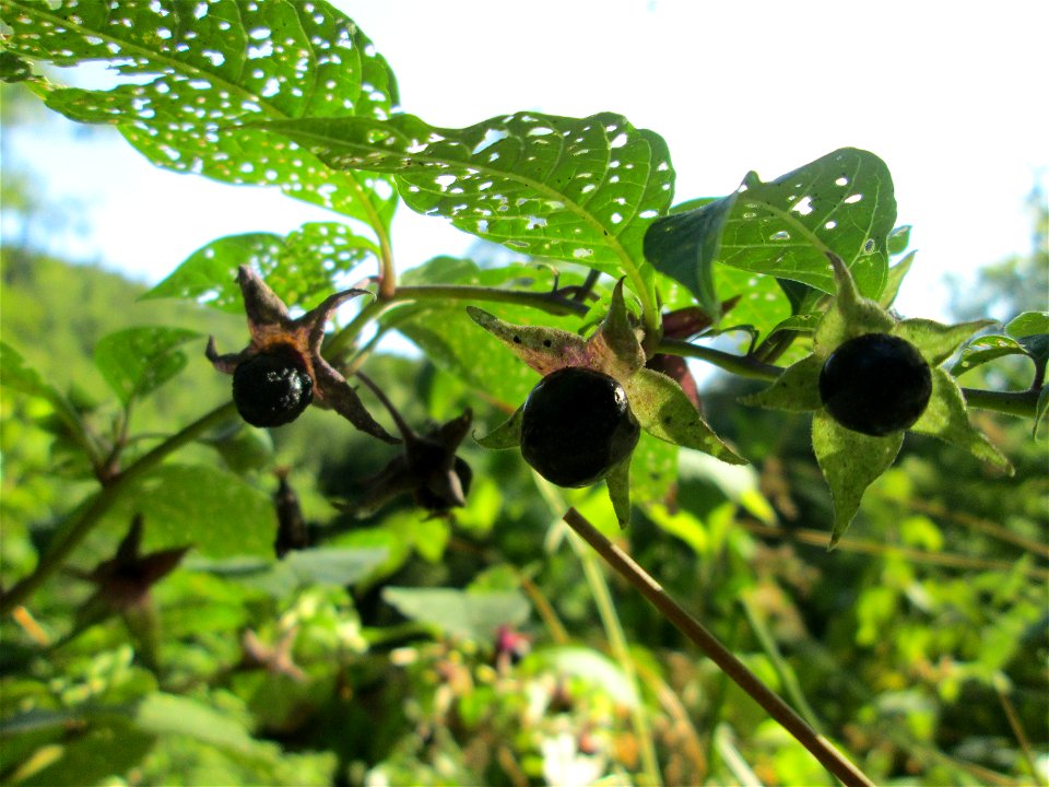 Schwarze Tollkirsche (Atropa belladonna) im Wald bei Ensheim