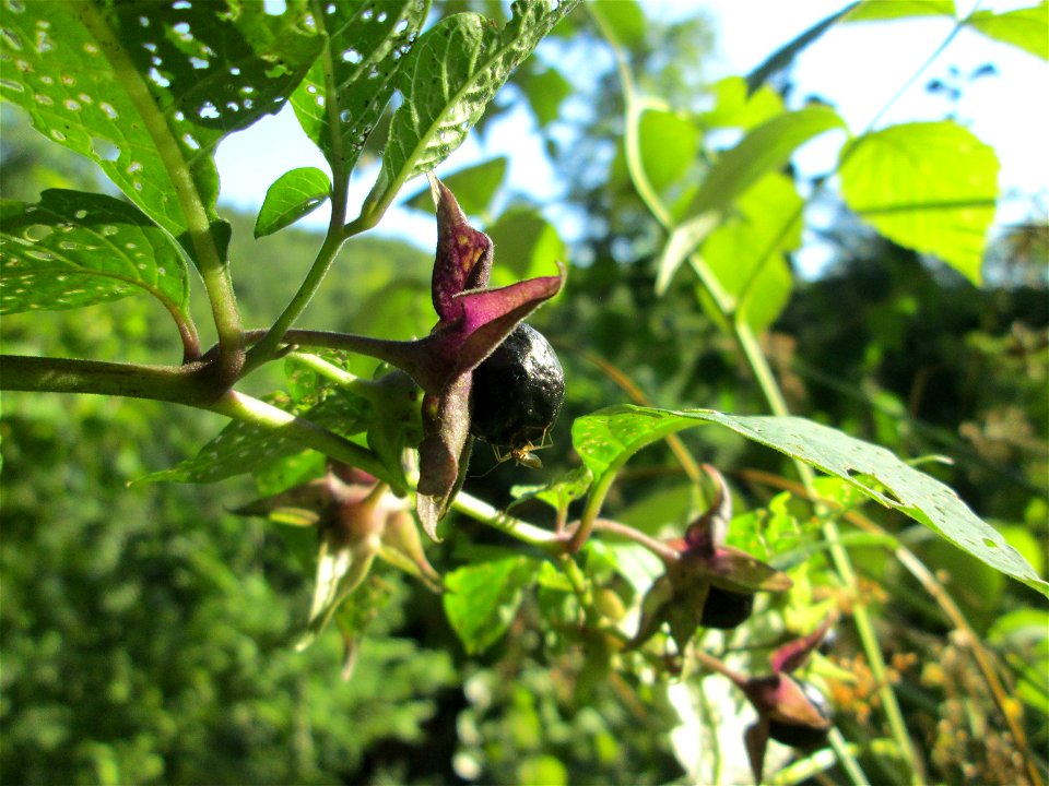 Schwarze Tollkirsche (Atropa belladonna) im Wald bei Ensheim