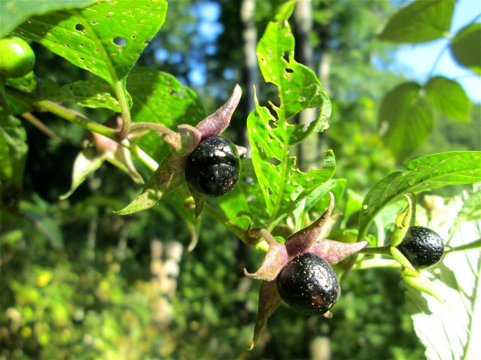 Schwarze Tollkirsche (Atropa belladonna) im Wald bei Ensheim