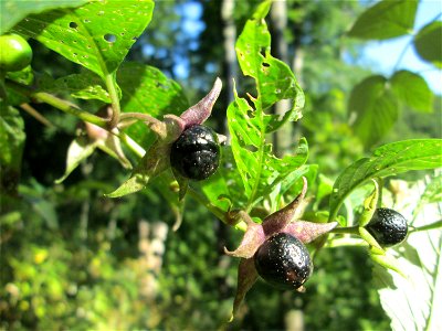 Schwarze Tollkirsche (Atropa belladonna) im Wald bei Ensheim