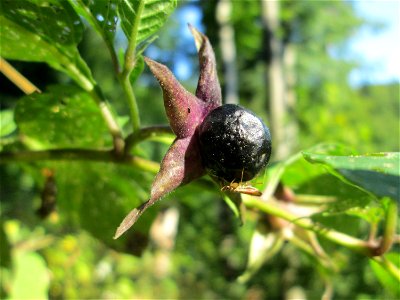 Schwarze Tollkirsche (Atropa belladonna) im Wald bei Ensheim