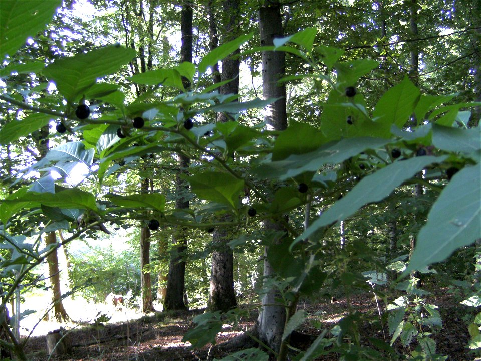 Atropa plants in a forest near Magstadt