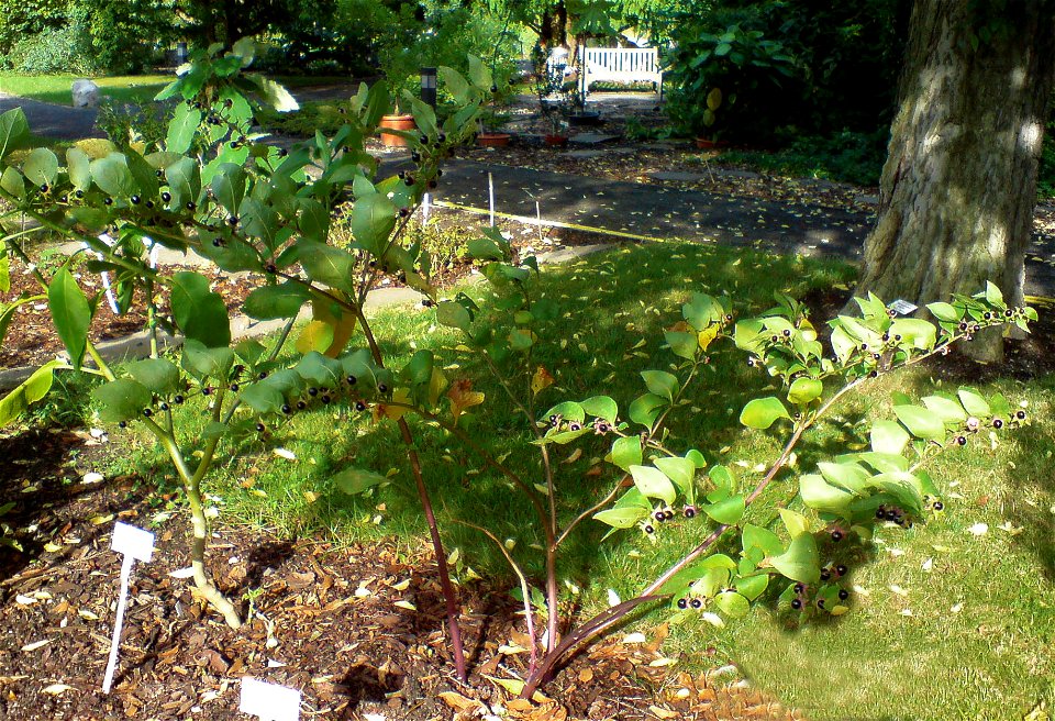 Atropa belladonna (Tollkirsche) - Botanischer Garten Leipzig