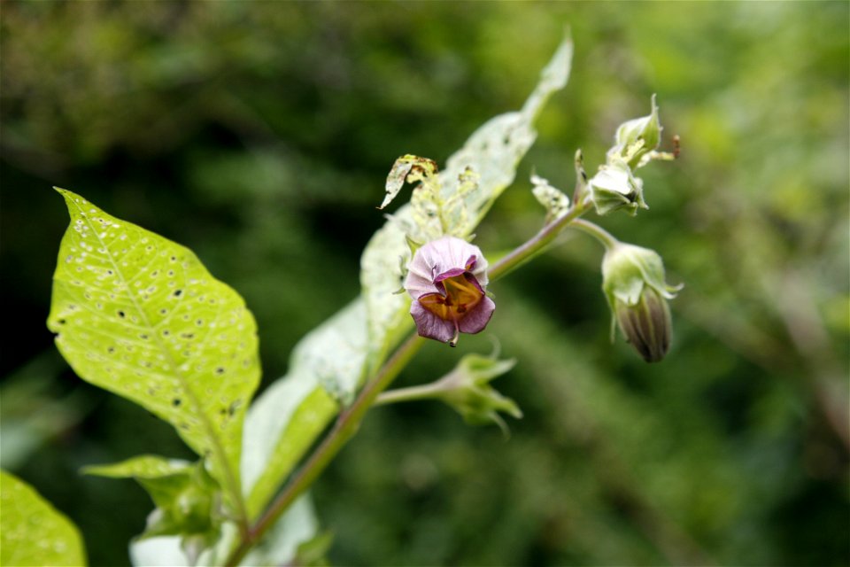 Atropa belladonna flowering