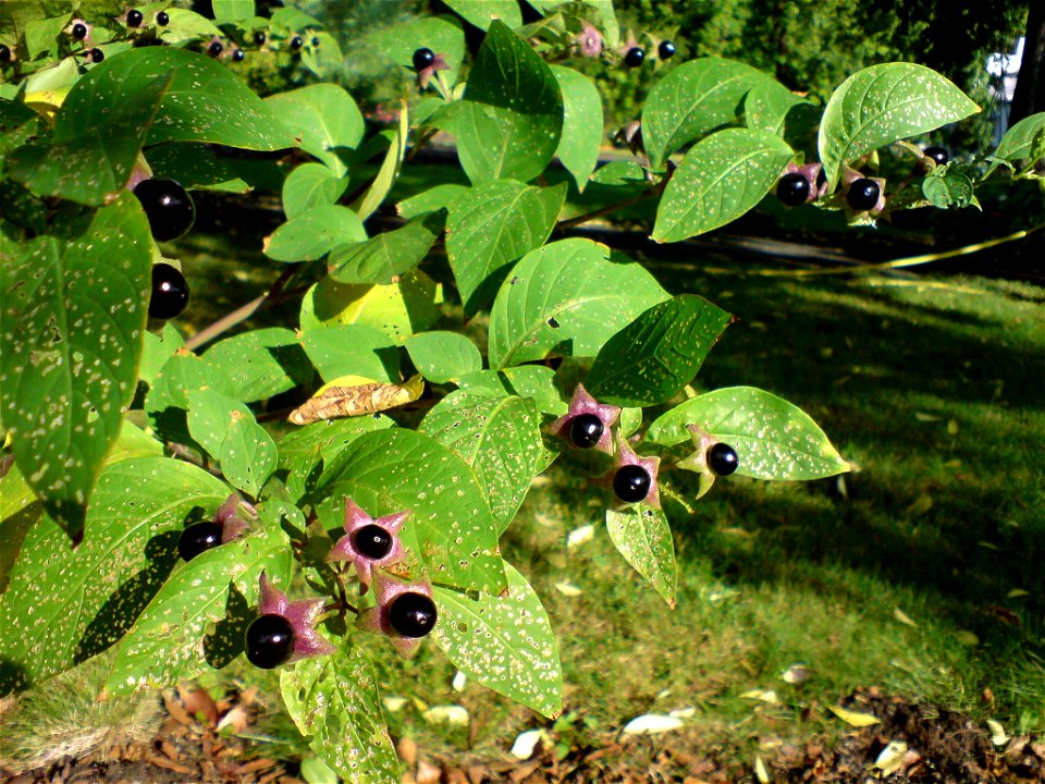 Atropa belladonna (Tollkirsche) - Botanischer Garten Leipzig