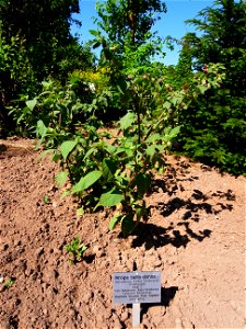 Echte Tollkirsche (Atropa belladonna) im Alkaloid-Garten des Botanischen Gartens von Hohenheim