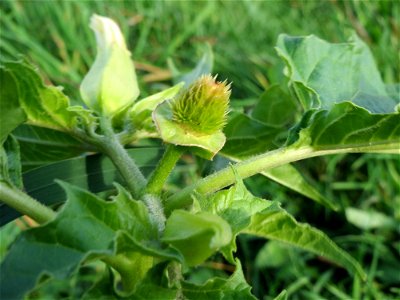 Gemeiner Stechapfel (Datura stramonium) bei Reilingen
