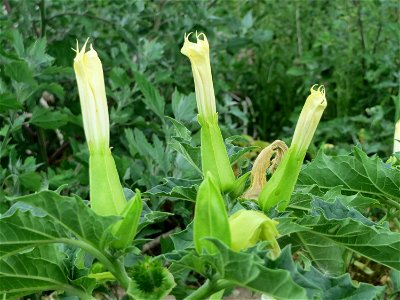 Gemeiner Stechapfel (Datura stramonium) auf einem Schuttplatz bei Neulußheim (Gemarkung Altlußheim)