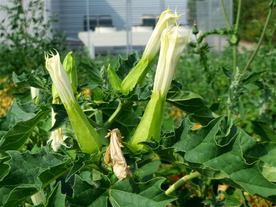 Stechapfel (Datura stramonium) auf einem Schuttplatz bei Neulußheim (Gemarkung Altlußheim)
