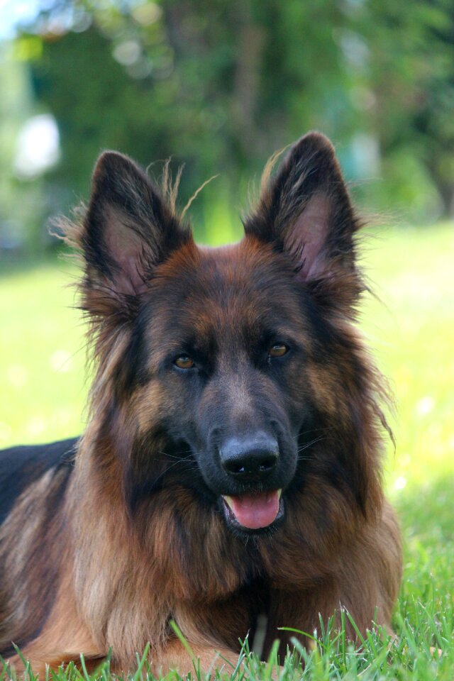 Pet shepherd canine
