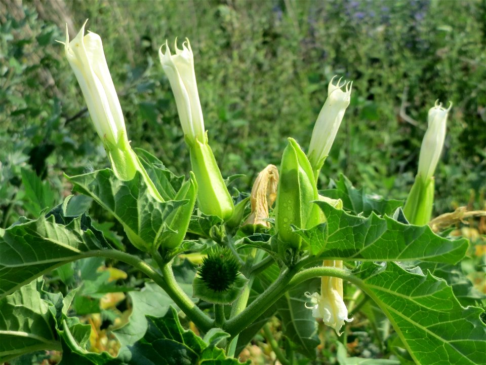 Stechapfel (Datura stramonium) auf einem Schuttplatz bei Neulußheim (Gemarkung Altlußheim)