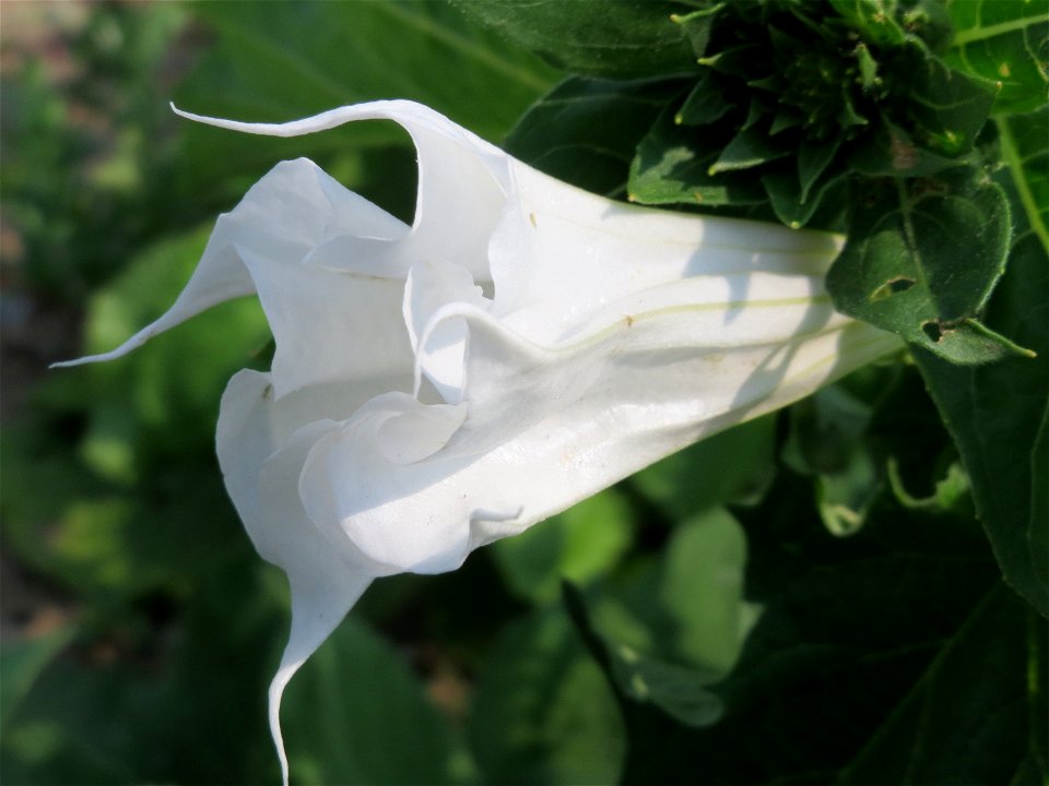 Stechapfel (Datura stramonium) auf einem Schuttplatz bei Neulußheim (Gemarkung Altlußheim)