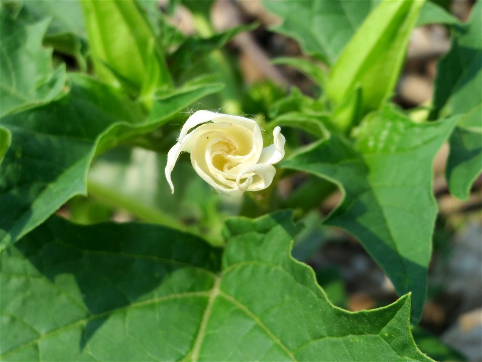 Stechapfel (Datura stramonium) auf einem Schuttplatz bei Neulußheim (Gemarkung Altlußheim)