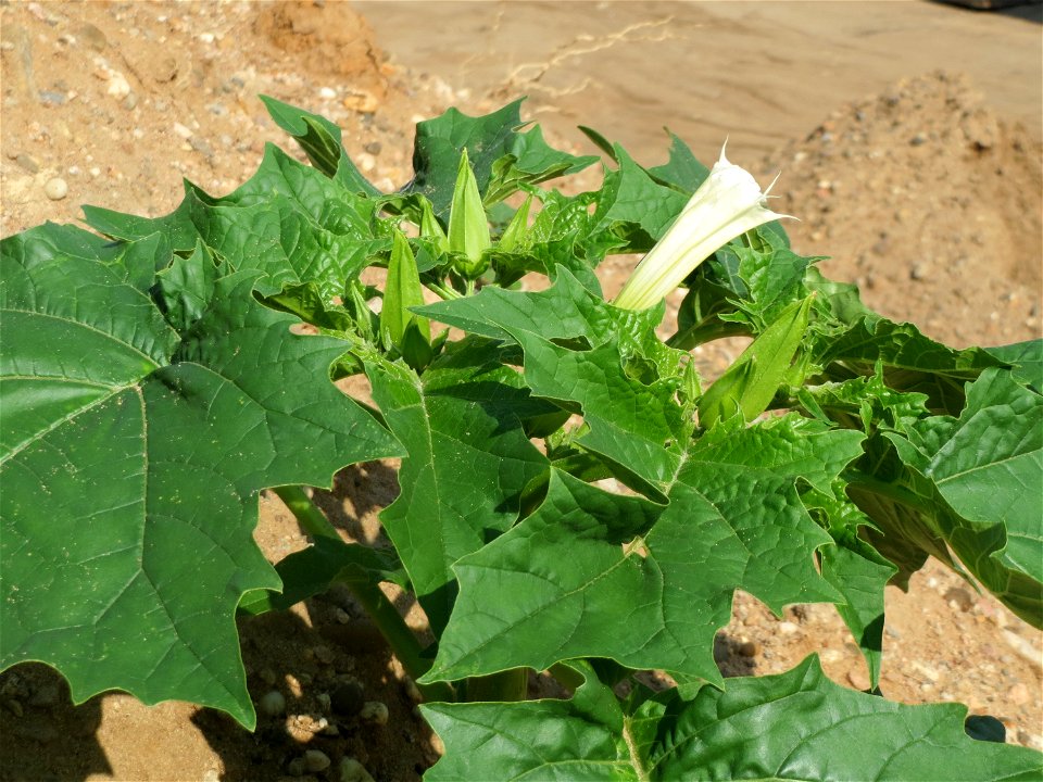 Gemeiner Stechapfel (Datura stramonium) auf einem Sandhügel einer Baustelle in Hockenheim