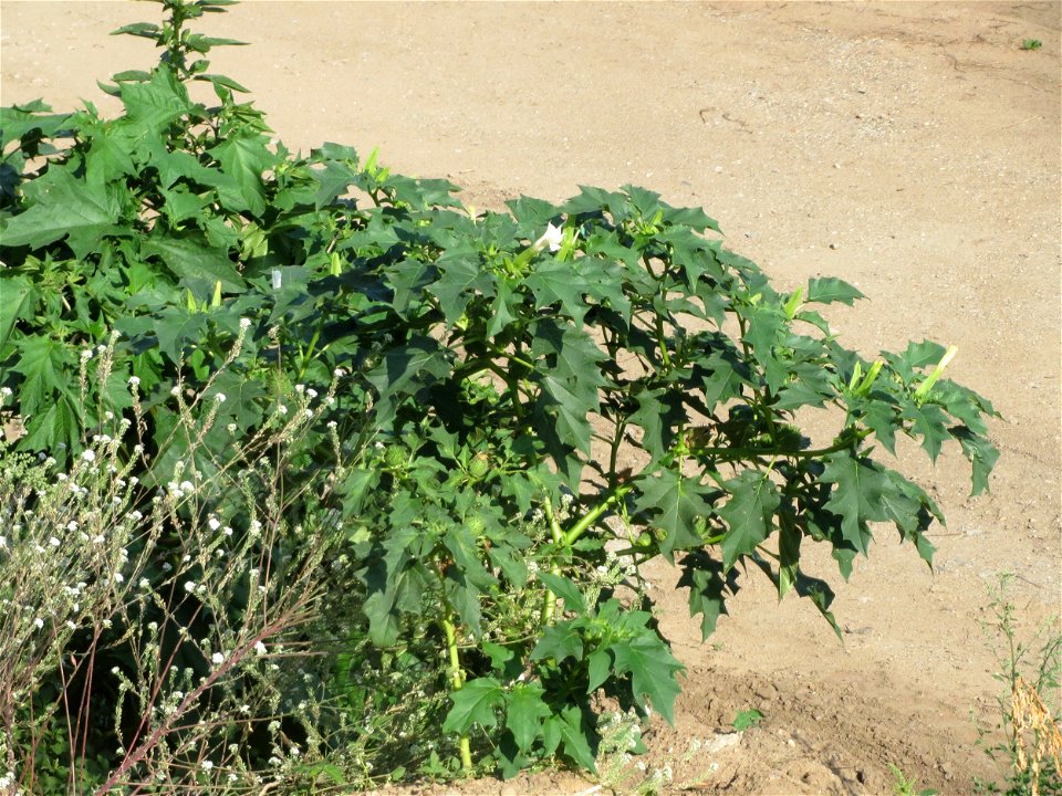 Stechapfel (Datura stramonium) auf einem Sandhügel einer Baustelle in Hockenheim