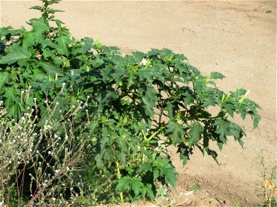 Stechapfel (Datura stramonium) auf einem Sandhügel einer Baustelle in Hockenheim