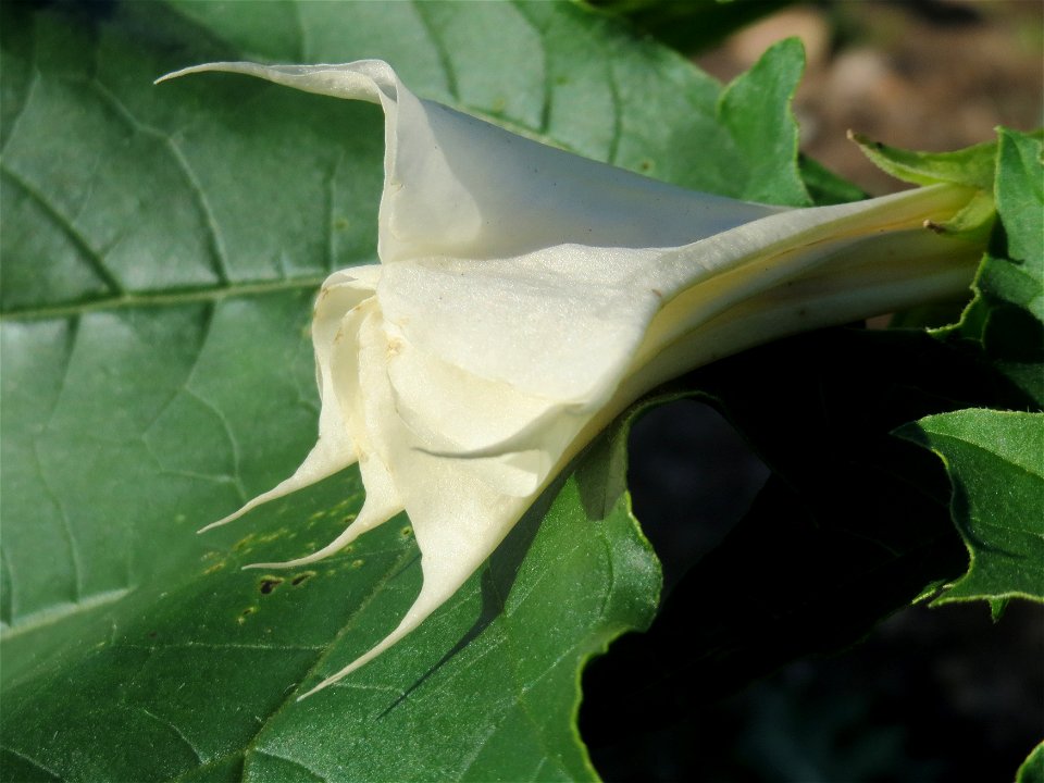 Gemeiner Stechapfel (Datura stramonium) bei Reilingen