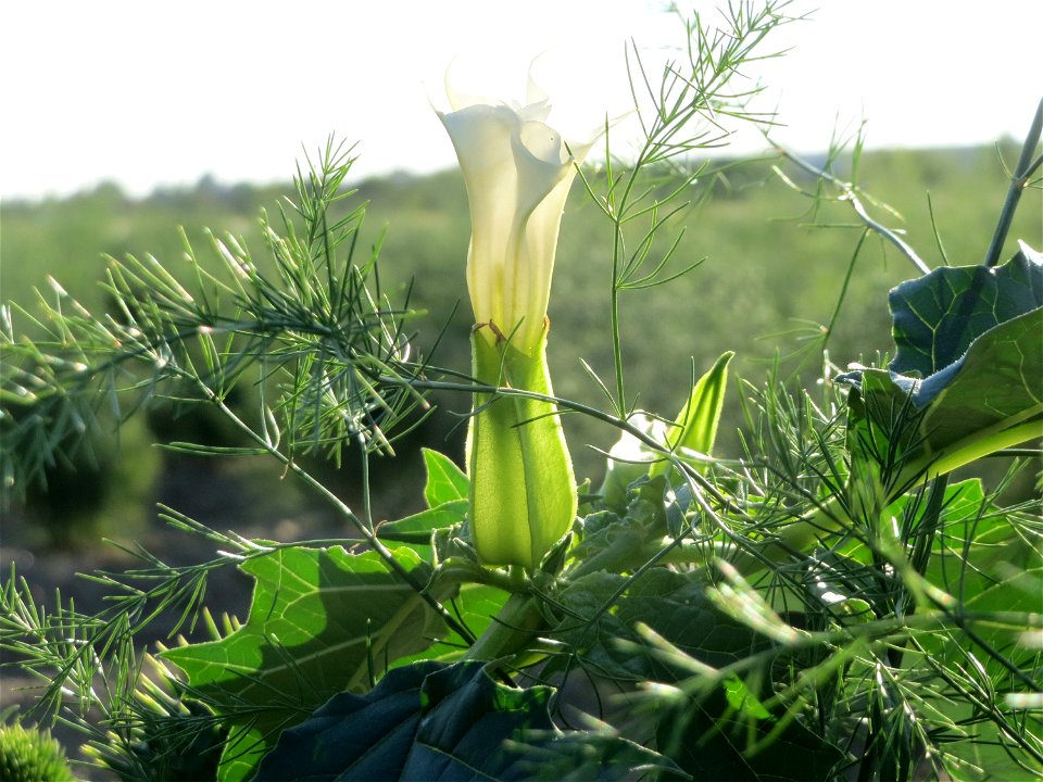 Gemeiner Stechapfel (Datura stramonium) bei Reilingen