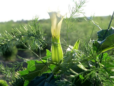 Gemeiner Stechapfel (Datura stramonium) bei Reilingen