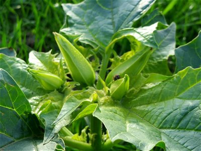 Gemeiner Stechapfel (Datura stramonium) in Hockenheim