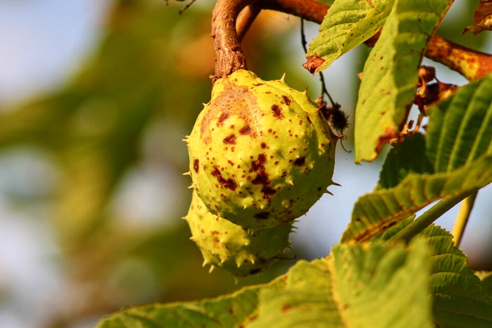 Shells prickly fruit