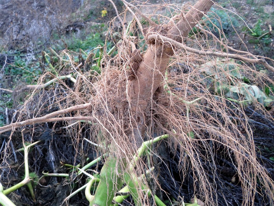 Wurzel vom Stechapfel (Datura stramonium) in Hockenheim