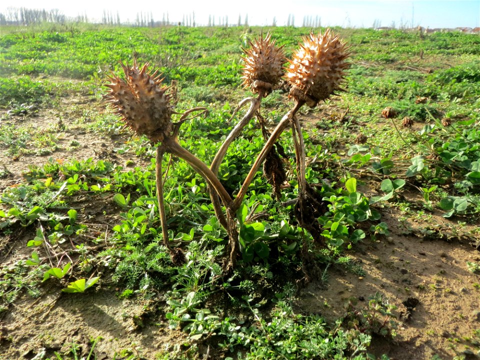 Gemeiner Stechapfel (Datura stramonium) bei Hockenheim