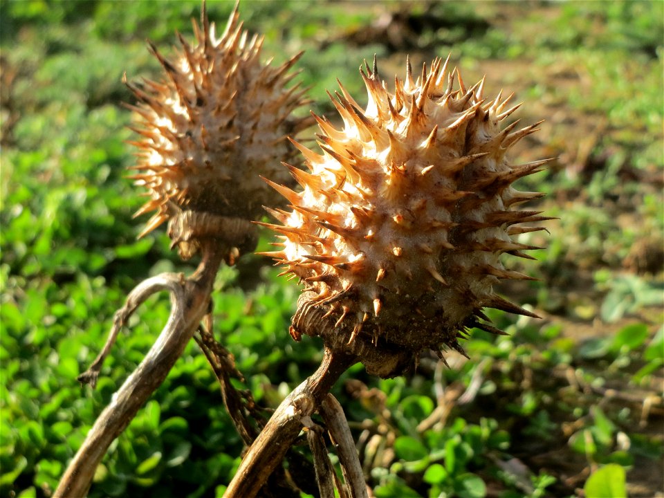 Gemeiner Stechapfel (Datura stramonium) bei Hockenheim